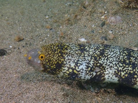 Snowflake Moray Eel - Echidna nebulosa  Anilao,Batangas,Echidna nebulosa,Geotagged,Moray,Moray Eel,Philippines,Snowflake moray,Summer