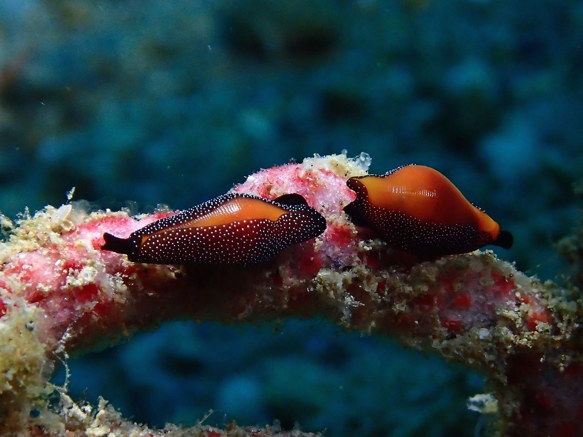 Formosa Cowries - Cuspivolva formosa  Anilao,Batangas,Cowries,Cuspivolva formosa,Formosa Cowries,Geotagged,Philippines,Summer