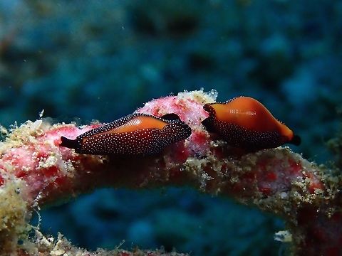 Formosa Cowries - Cuspivolva formosa  Anilao,Batangas,Cowries,Cuspivolva formosa,Formosa Cowries,Geotagged,Philippines,Summer