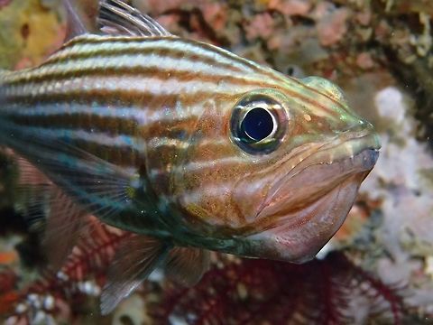 Tiger Cardinalfish - Cheilodipterus macrodon  Anilao,Batangas,Cardinalfish,Cheilodipterus macrodon,Fish,Geotagged,Large-toothed cardinalfish,Philippines,Summer,Tiger Cardinalfish