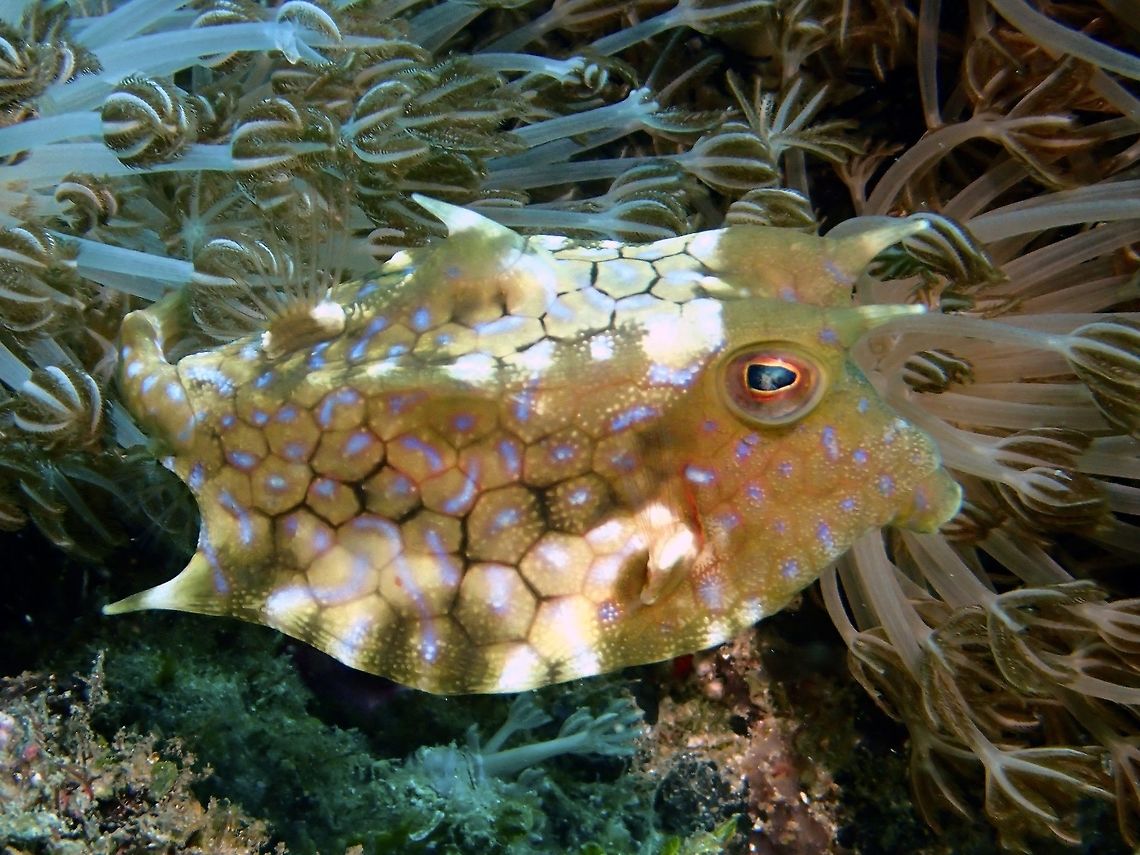Thornback Cowfish - Lactoria fornasini  Anilao,Batangas,Cowfish,Fish,Geotagged,Lactoria fornasini,Philippines,Summer,Thornback cowfish