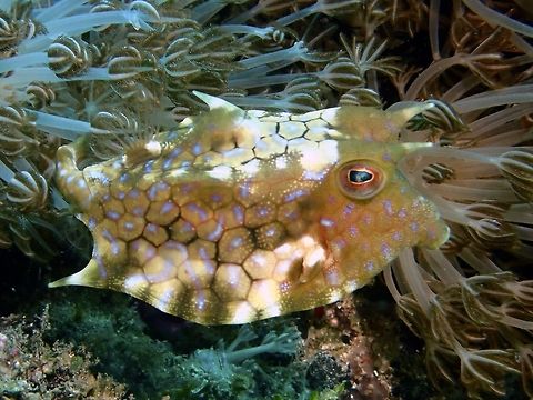 Thornback Cowfish - Lactoria fornasini  Anilao,Batangas,Cowfish,Fish,Geotagged,Lactoria fornasini,Philippines,Summer,Thornback cowfish