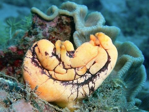 Tunicates/Sea Squirt - Polycarpa aurata  Anilao,Batangas,Geotagged,Philippines,Polycarpa aurata,Sea Squirt,Summer,Tunicates