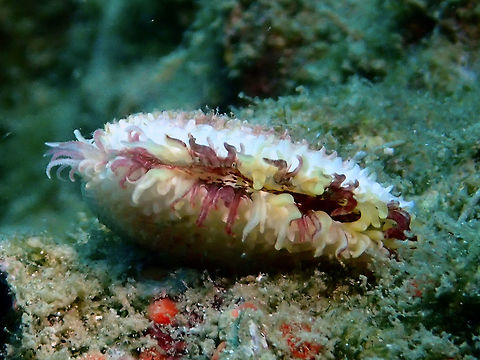 Bi-Valve - Lima quantoensis This Clam/Bi-Valve - Lima quantoensis is around 2 cm in shell size. When feeding, they opens up their shell and extend out their 'mantel' or 'tentacles'. They uses propulsion to move around and capable of digging themselves into sandy area to hide. Anilao,Batangas,Bi-Valve,Clam,Geotagged,Lima quantoensis,Philippines,Summer