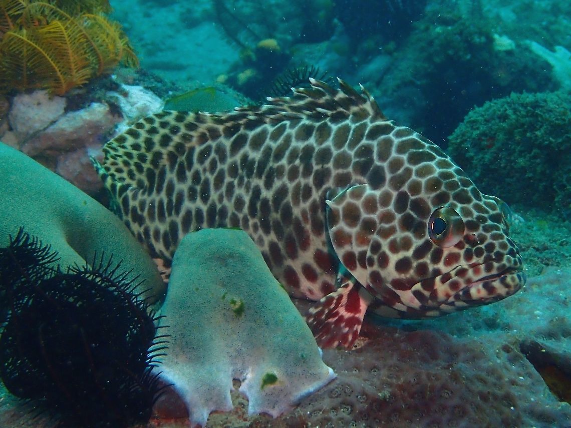 Longfin Grouper - Epinephelus quoyanus The Longfin Grouper - Epinephelus quoyanus is whitish undercolor with closely set polygonal spots in varying shades of brown, brown diagonal band across breast, broad dark margin on anal fin, two darkish bands on throat under gill cover. Anilao,Batangas,Epinephelus quoyanus,Fish,Geotagged,Grouper,Longfin grouper,Philippines,Summer