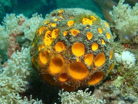 Orange/Yellow Ball Sea Sponge - Cinachyra sp  Anilao,Batangas,Cinachyra,Cinachyra sp,Geotagged,Philippines,Sea Sponge,Summer