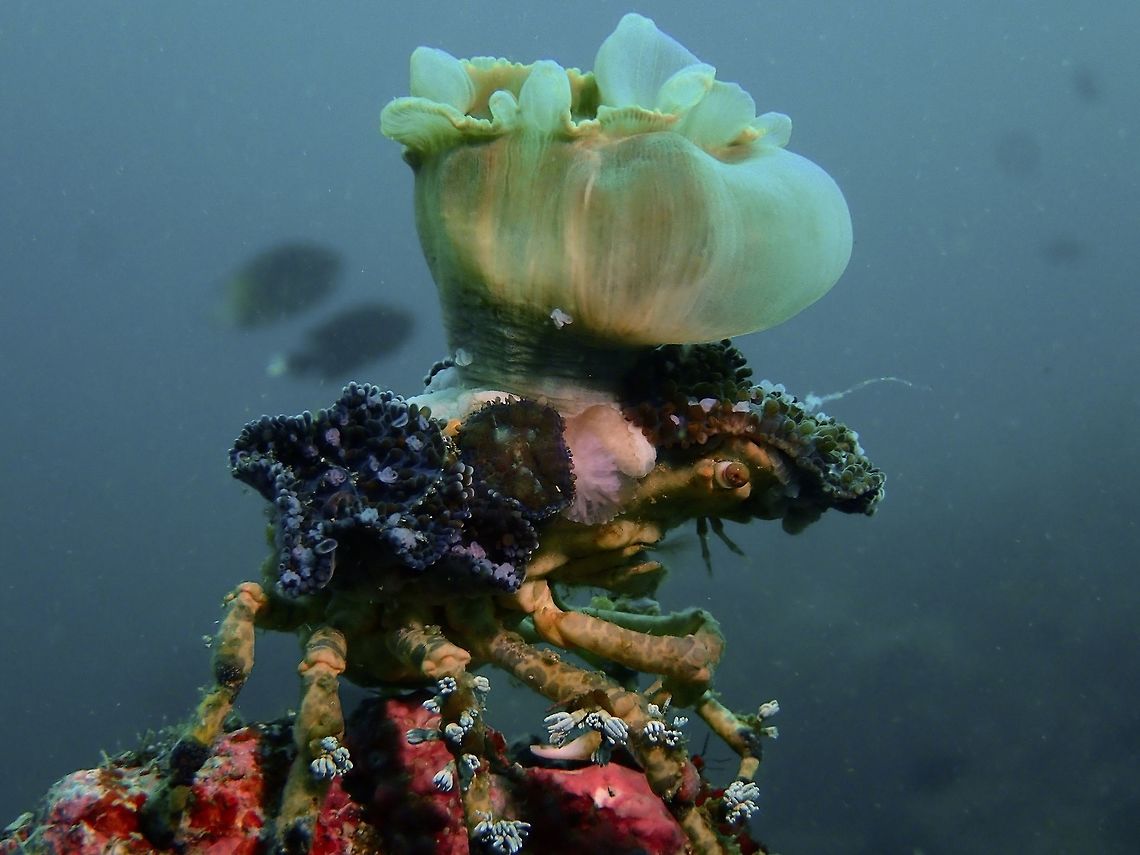 Corals Community This Decorator Crab - Cyclocoeloma tuberculata is an amazing critter, you will find it carrying several species of corals on its carapace and anemone on its legs for camouflage.<br />
<br />
In this picture, it is carrying a small sized Amplexidiscus fenestrafer, which really stands out.  They usually use other Corallimorph corals to decorate, which can also be seen on the sides of the carapace.  On their legs, are tiny anemones/corals. Anilao,Batangas,Crab,Cyclocoeloma tuberculata,Decorator Crab,Geotagged,Philippines,Summer