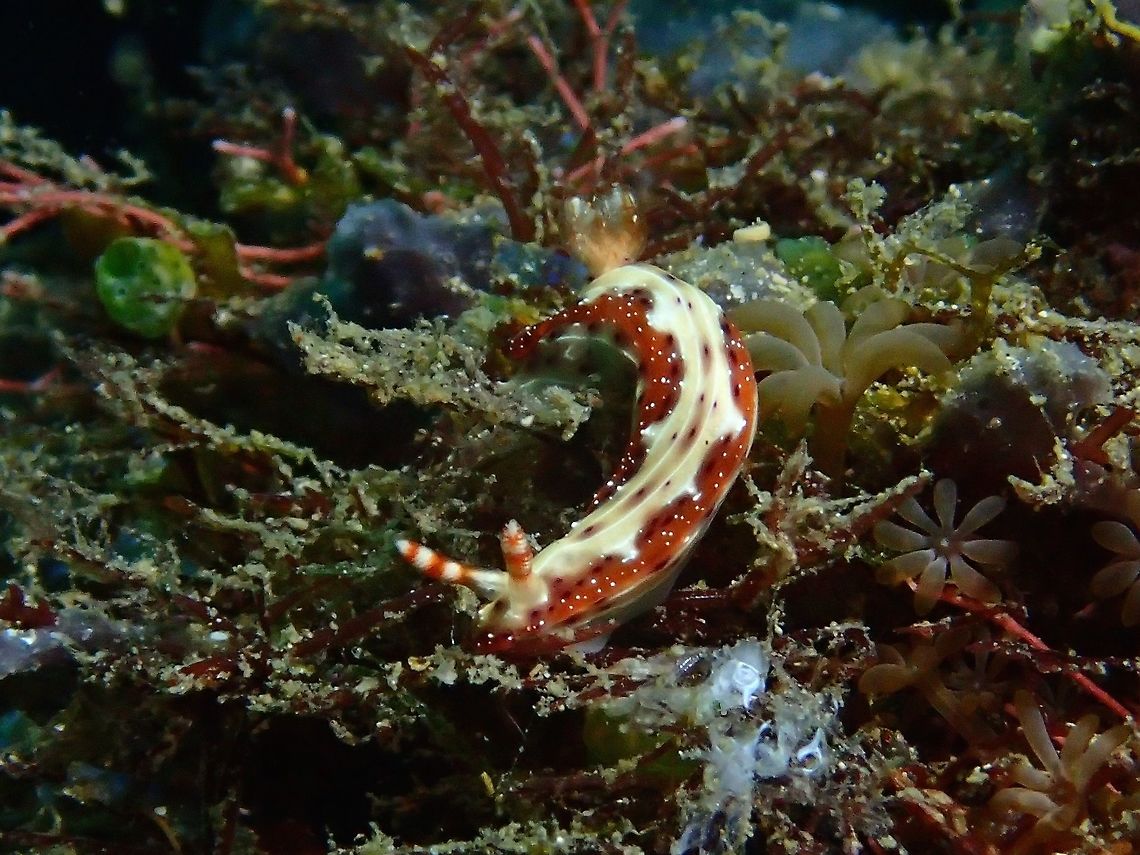 Nudibranch - Hypselodoris maculosa  Anilao,Batangas,Geotagged,Hypselodoris maculosa,Nudibranch,Philippines,Summer