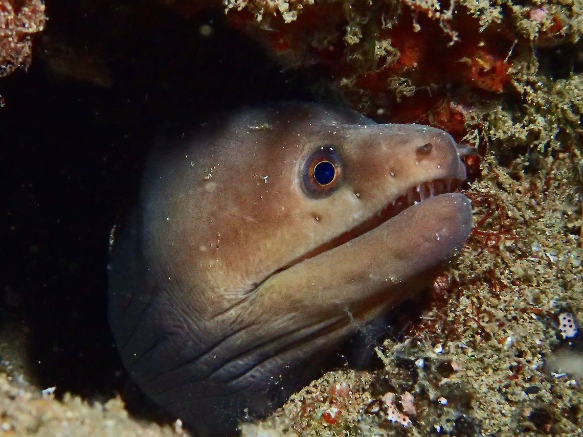 Palefin Moray Eel - Gymnothorax herrei The Palefin Moray Eel - Gymnothorax herrei is brown with whitish lower head and pale tail tip. Anilao,Batangas,Eel,Geotagged,Gymnothorax herrei,Moray Eel,Palefin Moray,Palefin Moray Eel,Philippines,Summer