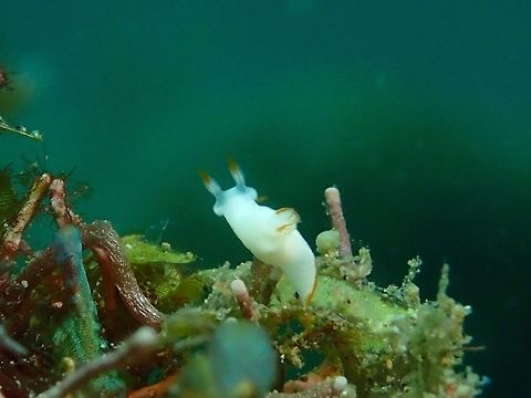 Nudibranch - Trapania vitta A very tiny Nudibranch, around 5 mm in size. Anilao,Batangas,Geotagged,Nudibranch,Philippines,Summer,Trapania vitta