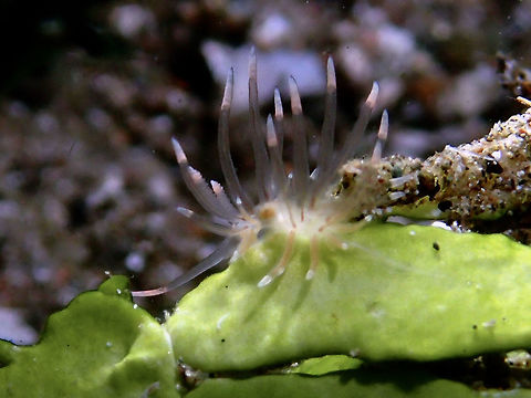 Nudibranch - Pruvotfolia sp. A yet to be described Nudibranch from the genus Pruvotfolia.
It is very small in size, less than 1 cm but very difficult to see due to its translucent ceratas. Anilao,Batangas,Geotagged,Nudibranch,Philippines,Pruvotfolia,Pruvotfolia sp,Summer