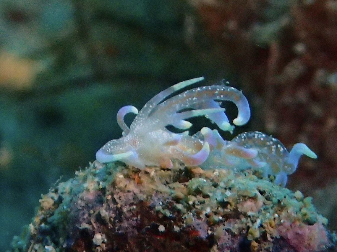 Nudibranch - Phyllodesmium poindimiei This Phyllodesmium poindimiei Nudibranch is very small in size, less than 1 cm.<br />
Nudibranch from the genus Phyllodesmium are also known as Solar Powered Nudibranch as they keeps photosynthetic zooxanthellae, which allow it to draw energy from sunlight. Anilao,Batangas,Geotagged,Nudibranch,Philippines,Phyllodesmium poindimiei,Summer