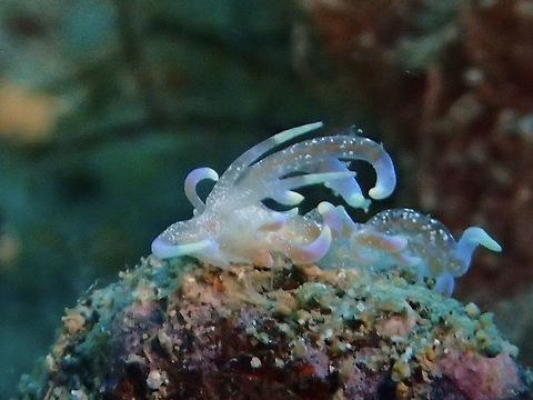 Phyllodesmium poindimiei