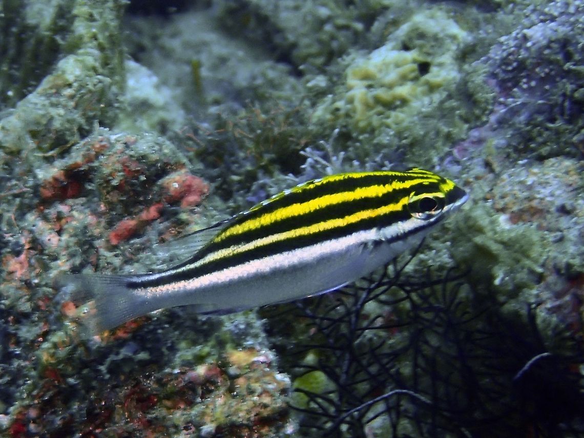 Juvenile phase of Two-Lined Monocle Bream - Scolopsis bilineata  Anilao,Batangas,Fish,Geotagged,Philippines,Scolopsis bilineata,Summer,Two-lined monocle bream