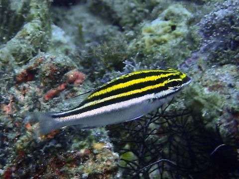 Juvenile phase of Two-Lined Monocle Bream - Scolopsis bilineata  Anilao,Batangas,Fish,Geotagged,Philippines,Scolopsis bilineata,Summer,Two-lined monocle bream