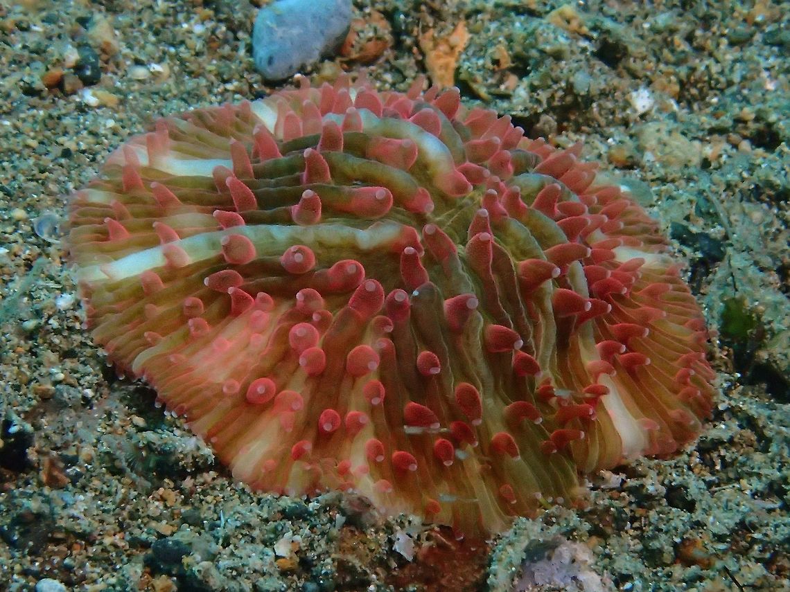 Mushroom Coral - Fungia fralinae Not definitely certain, the ID I received from another forum was Fungia fralinae. Anilao,Batangas,Fungia fralinae,Geotagged,Mushroom Coral,Philippines,Summer