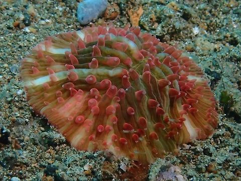 Mushroom Coral - Fungia fralinae Not definitely certain, the ID I received from another forum was Fungia fralinae. Anilao,Batangas,Fungia fralinae,Geotagged,Mushroom Coral,Philippines,Summer