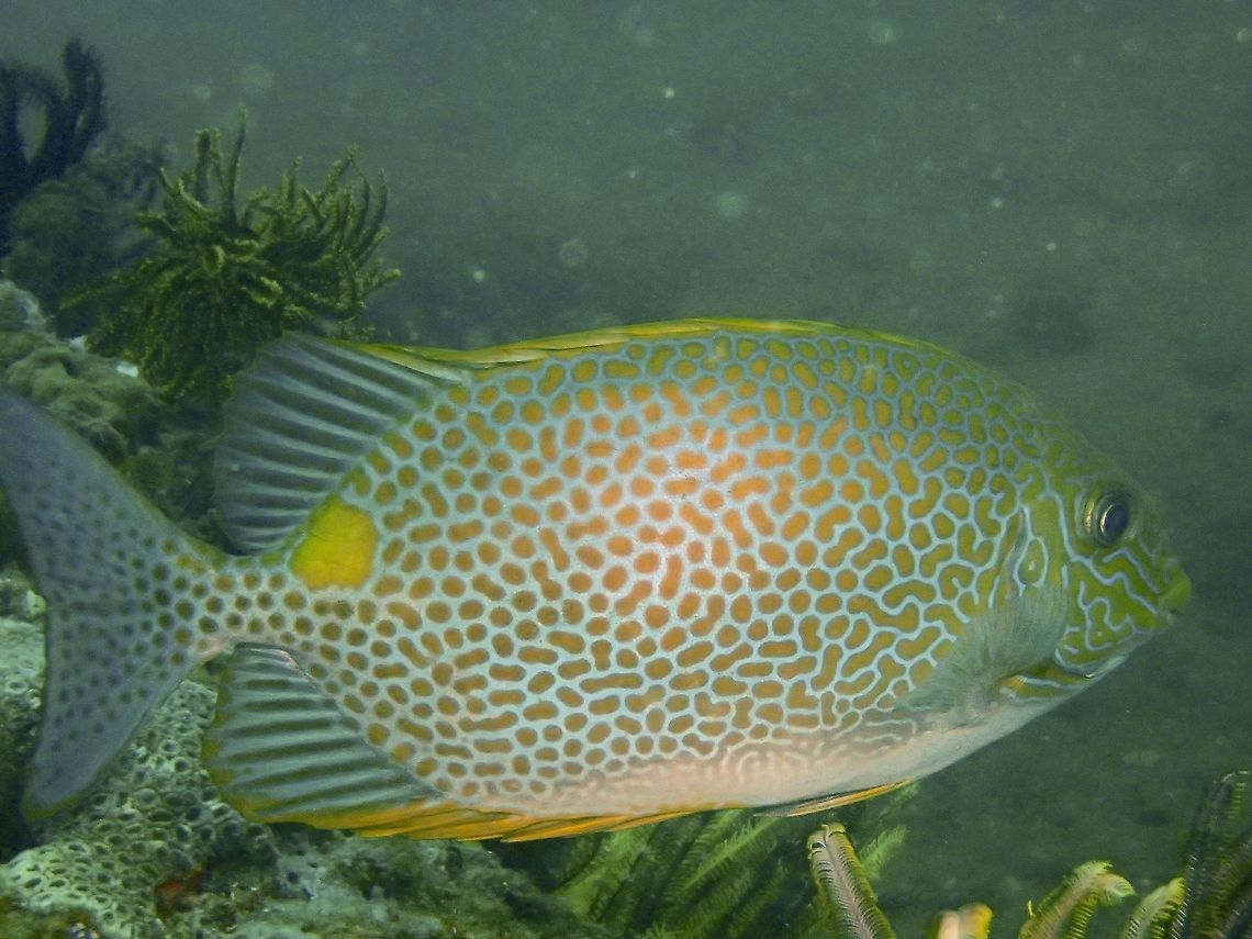 Golden Rabbitfish - Fungia fralinae  Anilao,Batangas,Fish,Geotagged,Golden Rabbitfish,Orange-spotted spinefoot,Philippines,Rabbitfish,Siganus guttatus,Summer