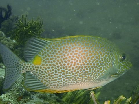 Golden Rabbitfish - Fungia fralinae  Anilao,Batangas,Fish,Geotagged,Golden Rabbitfish,Orange-spotted spinefoot,Philippines,Rabbitfish,Siganus guttatus,Summer