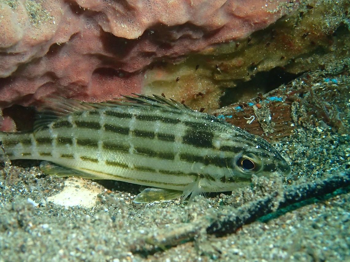 Checkered Snapper - Lutjanus decussatus  Anilao,Batangas,Checkered snapper,Fish,Geotagged,Lutjanus decussatus,Philippines,Snapper,Summer