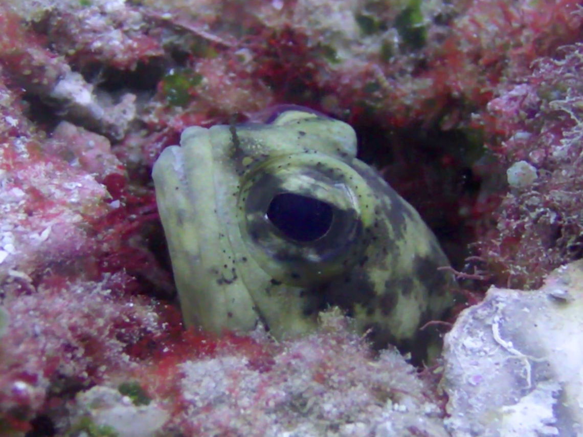 Dendritic Jawfish - Opistognathus dendriticus The Dendritic Jawfish - Opistognathus dendriticus is yellowish brown with dark brown spots and branching blotches; brown &quot;mas&quot; through eye, narrow white margin on dorsal fin and black blotch between 3rd and 5th spines.<br />
<br />
Like other species of Jawfishes, they are mouth brooders with the males carrying eggs in his mouth. Anilao,Batangas,Dendritic Jawfish,Fish,Geotagged,Jawfish,Opistognathus dendriticus,Philippines,Summer