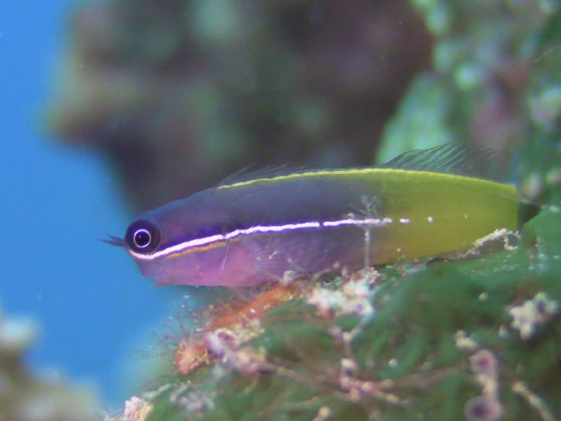 Tricolor Blenny - Escenius tricolor The Tricolor Blenny - Escenius tricolor is blue-gray front body, yellow-orange rear body; white stripe from below eye to mid-side, stripe on head is edged with blue above and orange below. Blenny,Ecsenius tricolor,Escenius tricolor,Fish,Geotagged,Ha'apai,Tonga,Tricolor Blenny,Winter