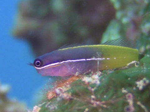 Derawan combtooth-blenny