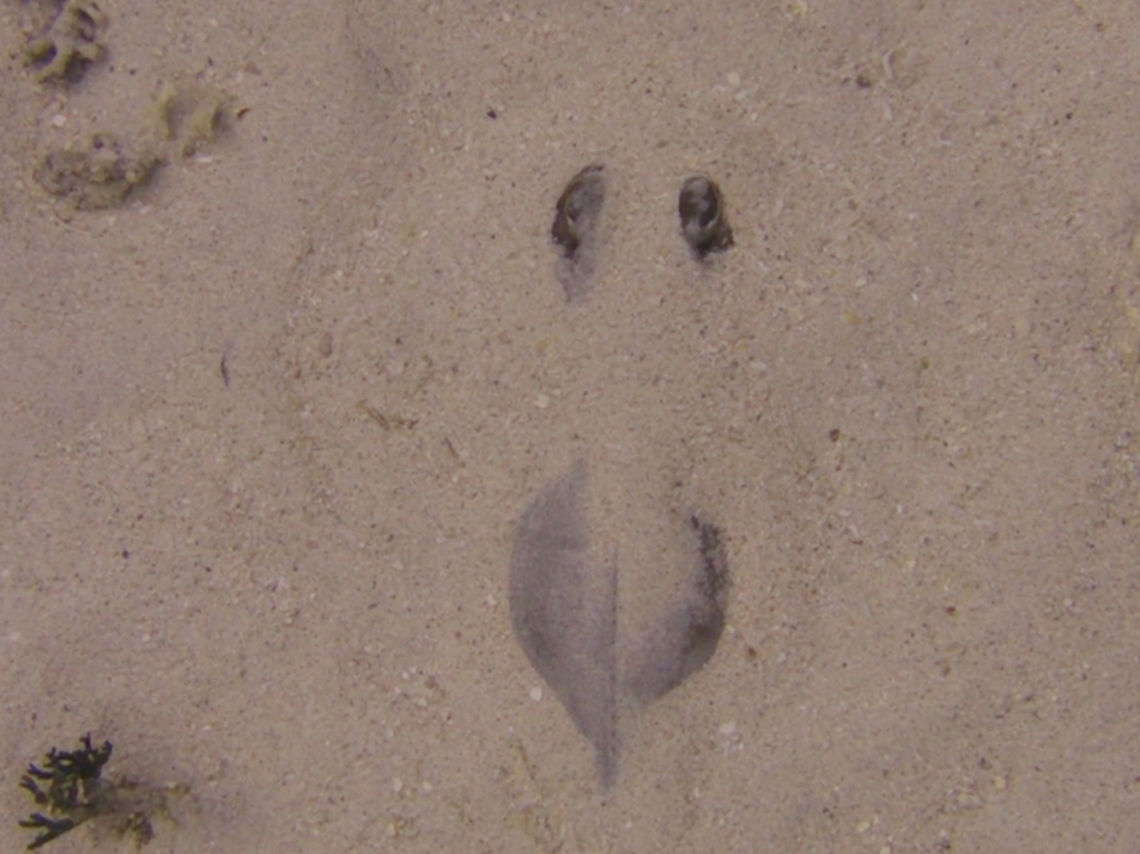 Tahitian Stingray - Himantura fai The Tahitian Stingray - Himantura fai is also known as Pink Whipray. They are light gray to pinkisk brown, occasionally blotched or mottled; snout bluntly pointed, rounded &#039;wings&#039; and long tapering tail can be nearly 3 times disc diatmeter. Geotagged,Ha'apai,Himantura fai,Pink whipray,Stingray,Tahitian Stingray,Tonga,Winter