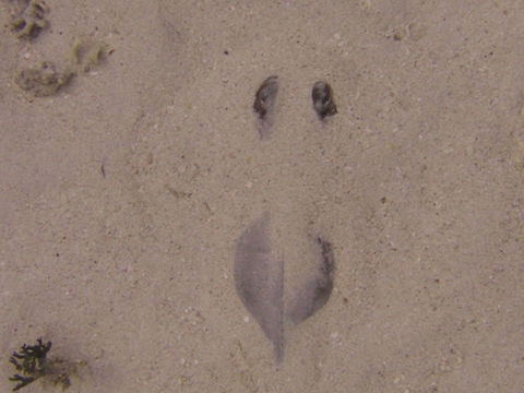 Tahitian Stingray - Himantura fai The Tahitian Stingray - Himantura fai is also known as Pink Whipray. They are light gray to pinkisk brown, occasionally blotched or mottled; snout bluntly pointed, rounded 'wings' and long tapering tail can be nearly 3 times disc diatmeter. Geotagged,Ha'apai,Himantura fai,Pink whipray,Stingray,Tahitian Stingray,Tonga,Winter