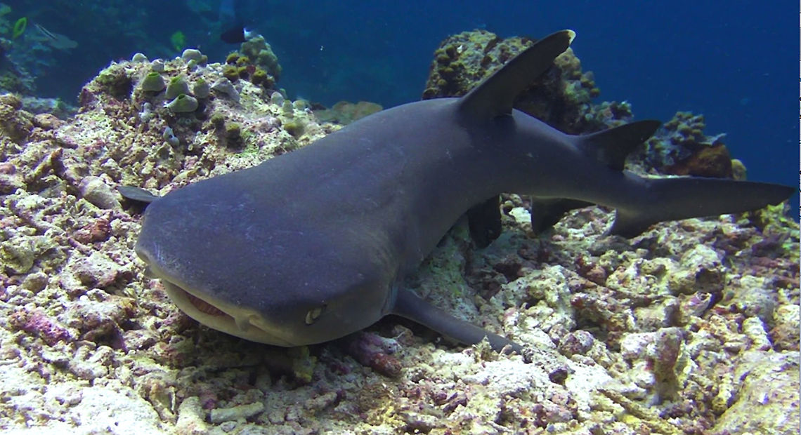 White Tip Reef Shark - Triaenodon obesus  Geotagged,Ha'apai,Shark,Tonga,Triaenodon obesus,Whitetip Reef Shark