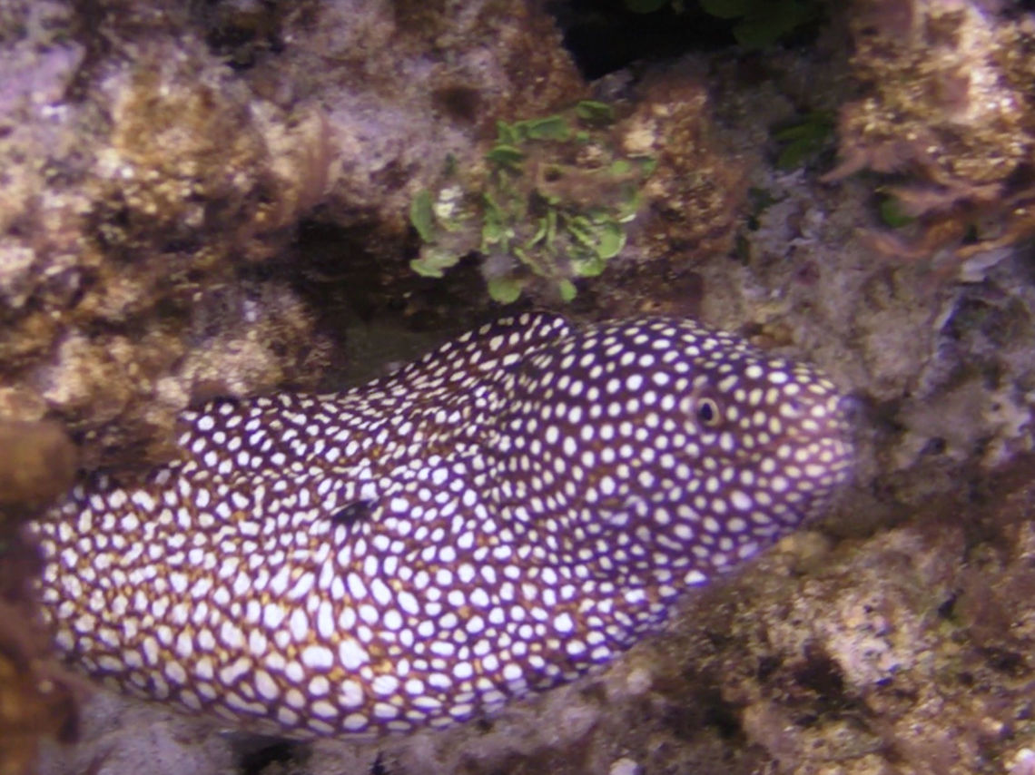 Whitemouth Moray Eel - Gymnothorax meleagris  Geotagged,Gymnothorax meleagris,Moray Eel,Tonga,Turkey moray,Whitemouth Moray Eel,Winter
