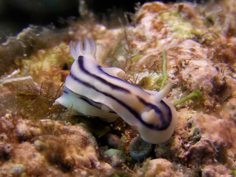 Nudibranch - Chromodoris lochi  Chromodoris lochi,Geotagged,Ha'apai,Loch's Chromodoris,Nudibranch,Tonga,Winter