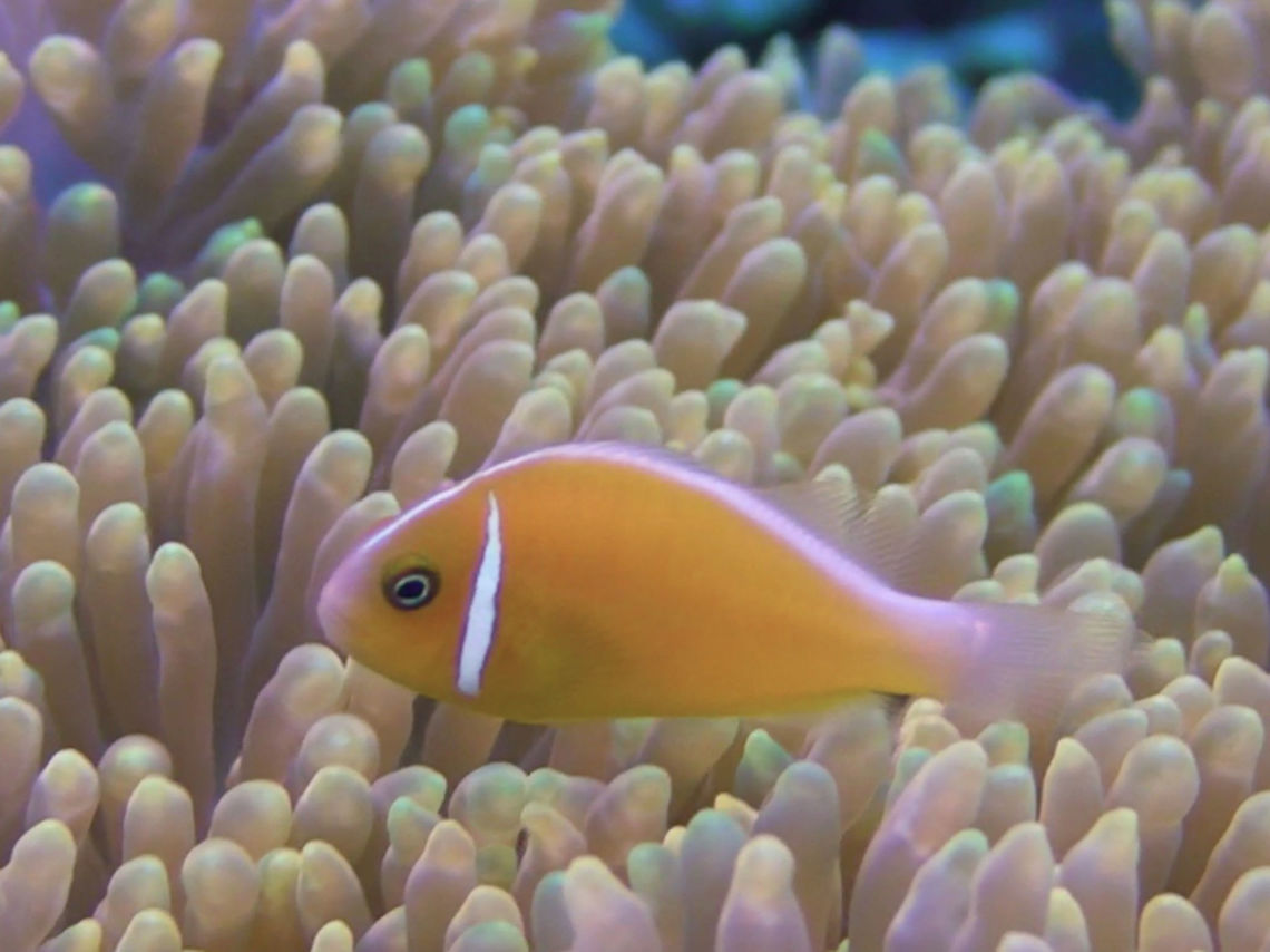 Pink Anemonefish - Amphiprion perideraion The Pink Anemonefish - Amphiprion perideraion is pink to orange; narrow white head bar, and white dorsal stripe from between eyes to tail.<br />
<br />
During our trip to Tonga, the Dive Operator told us this could possibly be a new Anemonefish species from feedback of a marine biologist who dive with him before.  Not sure the accuracy of the information though. Amphiprion perideraion,Anemonefish,Clownfish,Fish,Geotagged,Ha'apai,Pink skunk clownfish,Tonga,Winter