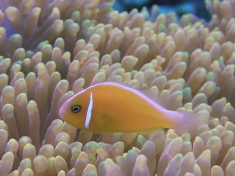 Pink Anemonefish - Amphiprion perideraion The Pink Anemonefish - Amphiprion perideraion is pink to orange; narrow white head bar, and white dorsal stripe from between eyes to tail.

During our trip to Tonga, the Dive Operator told us this could possibly be a new Anemonefish species from feedback of a marine biologist who dive with him before.  Not sure the accuracy of the information though. Amphiprion perideraion,Anemonefish,Clownfish,Fish,Geotagged,Ha'apai,Pink skunk clownfish,Tonga,Winter