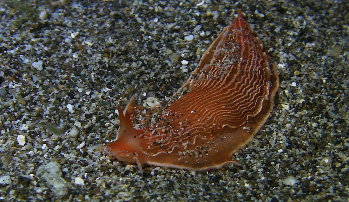 Sea Slug - Armina neapolitana  Anilao,Armina neapolitana,Batangas,Geotagged,Philippines,Sea Slug