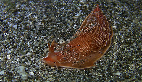 Sea Slug - Armina neapolitana  Anilao,Armina neapolitana,Batangas,Geotagged,Philippines,Sea Slug