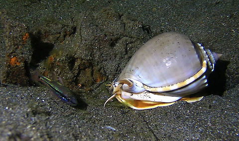 Grey Bonnet Snail -  Phalium glaucum  Anilao,Batangas,Geotagged,Grey Bonnet Snail,Phalium glaucum,Philippines,Shellfish,Snail
