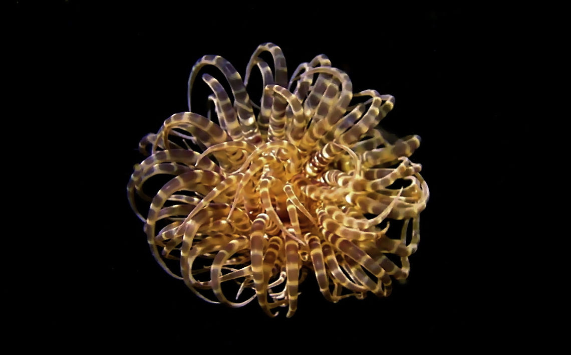 Swimming Anemone - Boloceroides mcmurrichi This Swimming Anemone - Boloceroides mcmurrichi do not attach themselves to substrates, rocks or coral rubbles.<br />
This one is small in size, around 3 cm, and it was swimming in the water column. Anemone,Anilao,Batangas,Boloceroides mcmurrichi,Geotagged,Philippines,Swimming Anemone