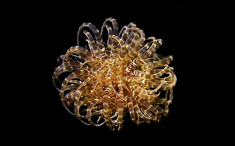 Swimming Anemone - Boloceroides mcmurrichi This Swimming Anemone - Boloceroides mcmurrichi do not attach themselves to substrates, rocks or coral rubbles.
This one is small in size, around 3 cm, and it was swimming in the water column. Anemone,Anilao,Batangas,Boloceroides mcmurrichi,Geotagged,Philippines,Swimming Anemone
