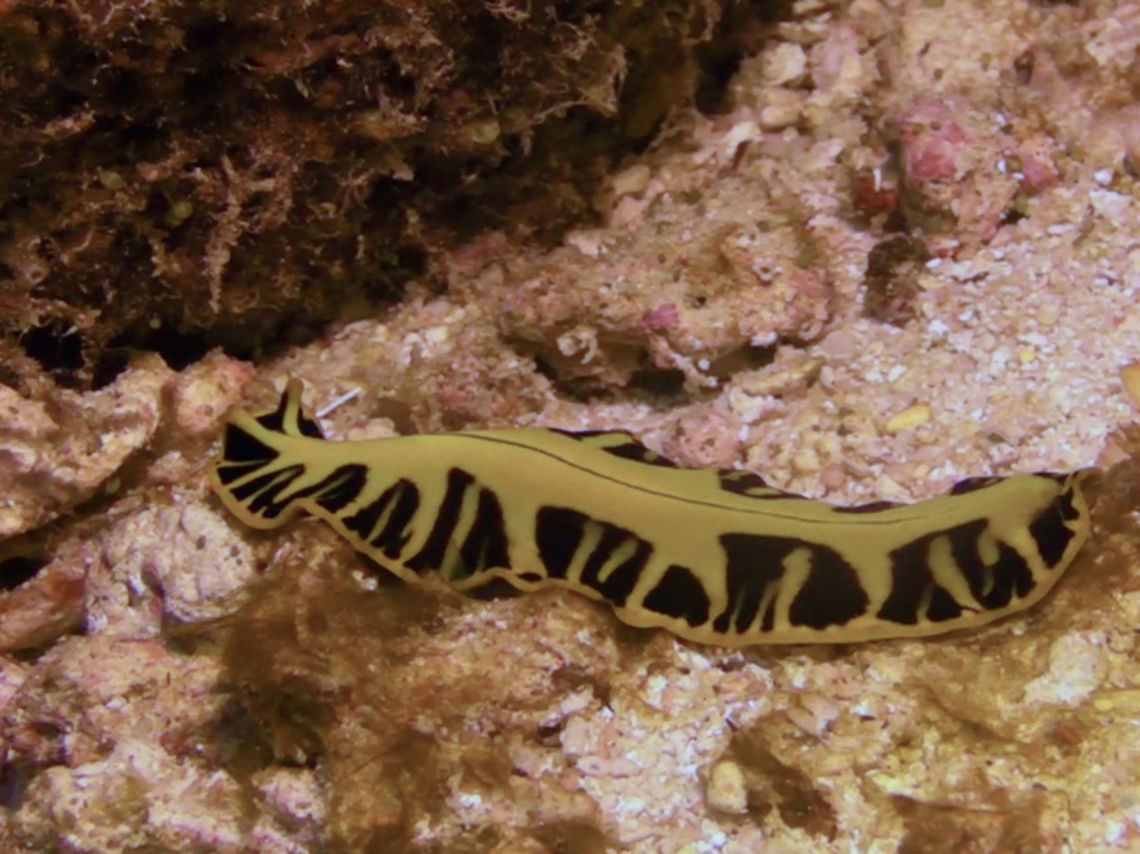 Flatworm - Pseudoceros dimidiatus Not definitely certain with the ID, looks most similar to Pseudoceros dimidiatus Flatworm,Geotagged,Ha'apai,Pseudoceros dimidiatus,Tonga,Winter