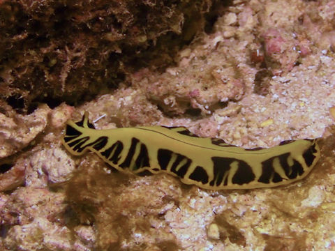 Tiger flatworm