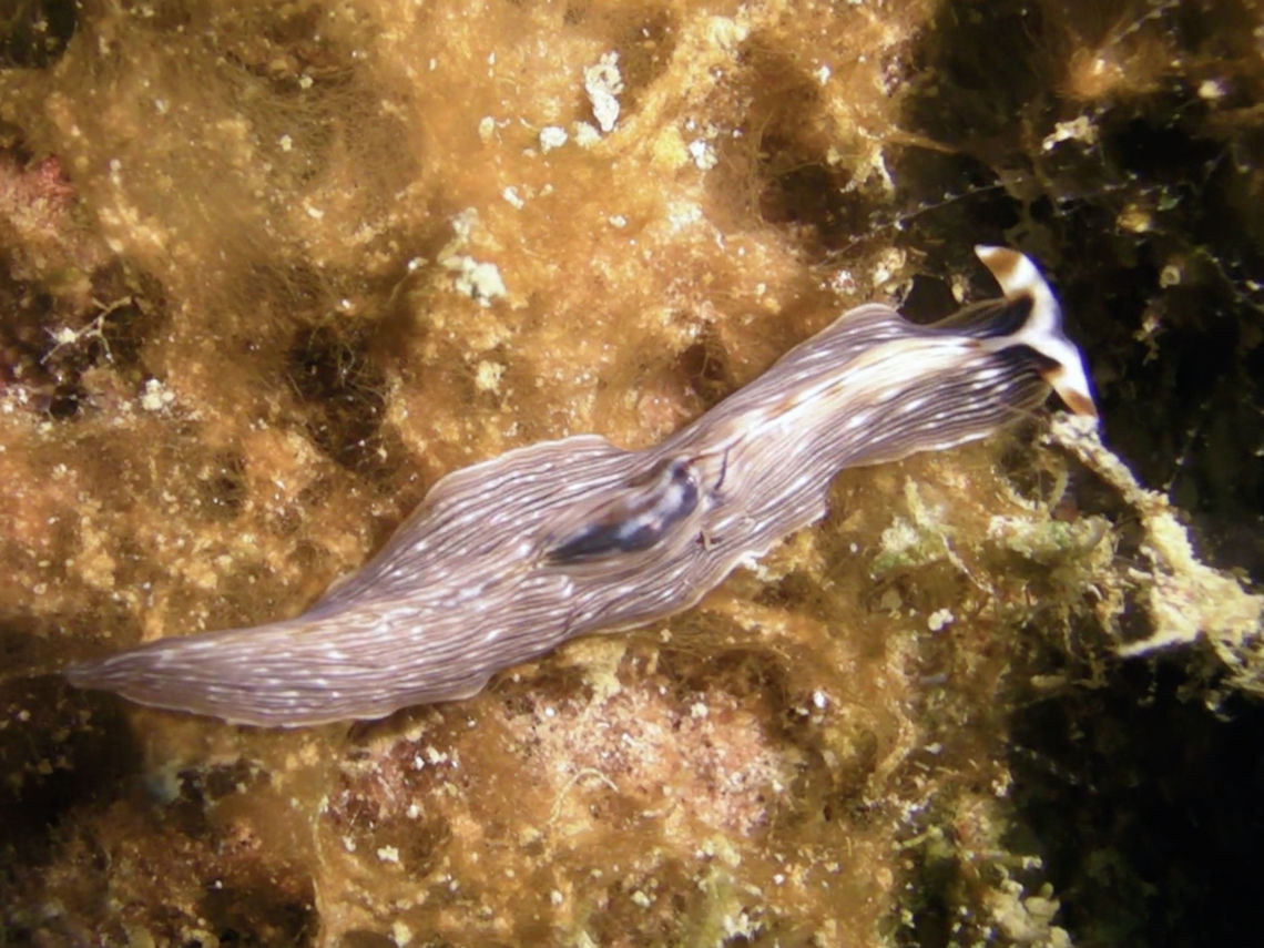 Flatworm - Eurylepta sp  Eurylepta,Eurylepta sp,Flatworm,Geotagged,Ha'apai,Tonga,Winter