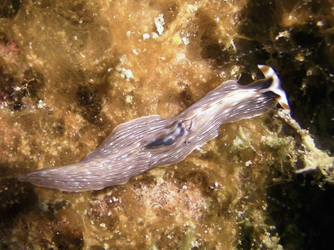 Flatworm - Eurylepta sp  Eurylepta,Eurylepta sp,Flatworm,Geotagged,Ha'apai,Tonga,Winter