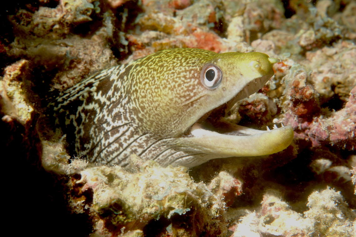 Yellow-Headed Moray - Gymnothorax rueppelliae The Yellow-Headed Moray - Gymnothorax rueppelliae has white to light grayish brown with 16-21 brown bars encircling body and fins; top of head yellow to brownish yellow, dark spot on rear corner of mouth.                                Banded Moray,Fall,Geotagged,Gymnothorax rueppelliae,Maldives,Male,Moray Eel,Yellow-Banded Moray