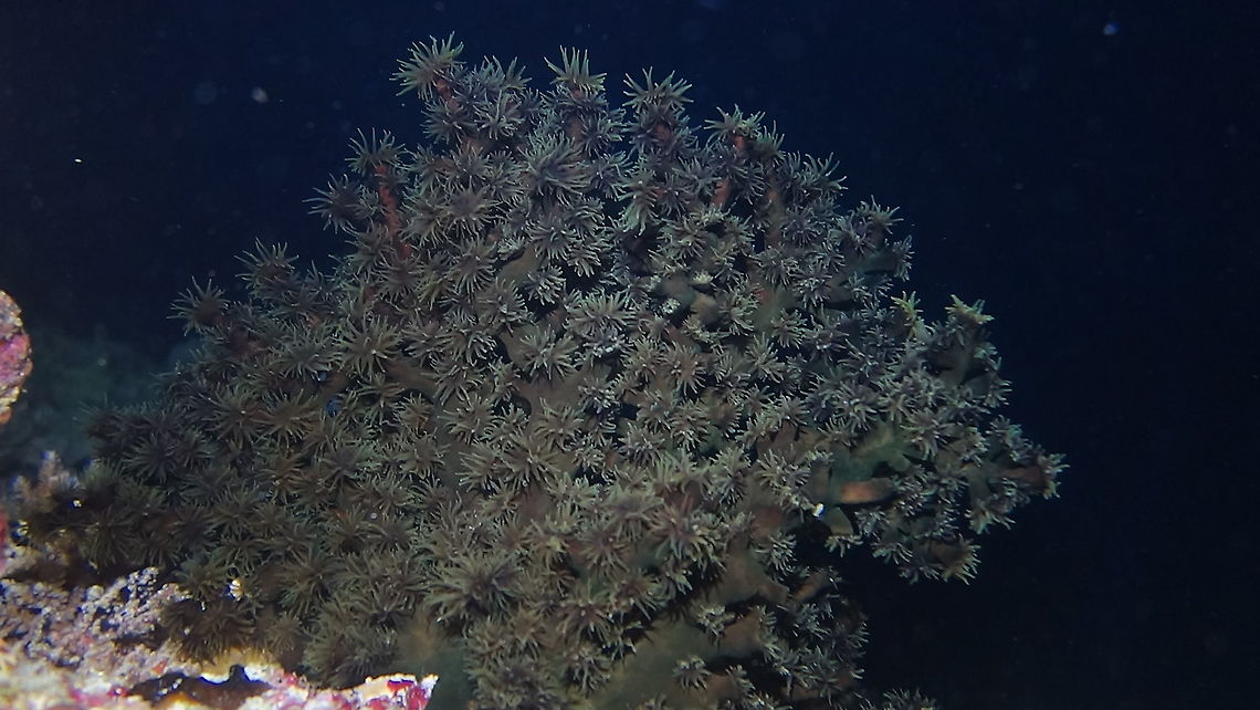 Black Cup Coral - Tubastraea micranthus  Black Cup Coral,Coral,Fall,Geotagged,Maldives,Male,Tubastraea micrantha