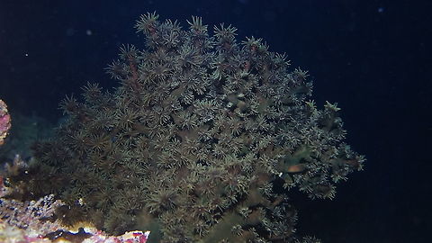 Black Cup Coral - Tubastraea micranthus  Black Cup Coral,Coral,Fall,Geotagged,Maldives,Male,Tubastraea micrantha