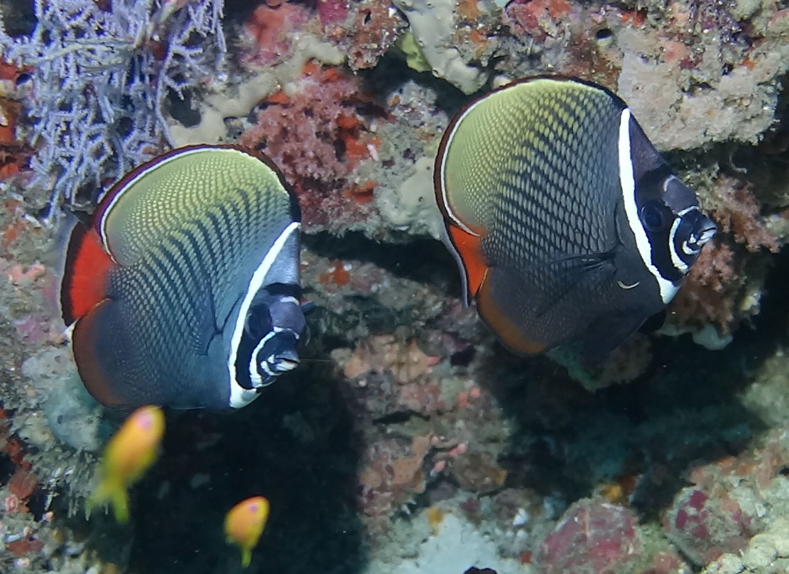 White Collar Butterflyfish - Chaetodon collare The White Collar Butterflyfish - Chaetodon collare is also known as Red-Tailed Butterflyfish. It is dark gray overall with pale scale centers and red tail; white &quot;collar&quot; marking behind eye.  Often in pairs but may form large aggregations. Butterflyfish,Chaetodon collare,Fall,Fish,Geotagged,Maldives,Male,Red-tailed butterflyfish,White Collar Butterflyfish