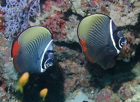 White Collar Butterflyfish - Chaetodon collare The White Collar Butterflyfish - Chaetodon collare is also known as Red-Tailed Butterflyfish. It is dark gray overall with pale scale centers and red tail; white "collar" marking behind eye.  Often in pairs but may form large aggregations. Butterflyfish,Chaetodon collare,Fall,Fish,Geotagged,Maldives,Male,Red-tailed butterflyfish,White Collar Butterflyfish