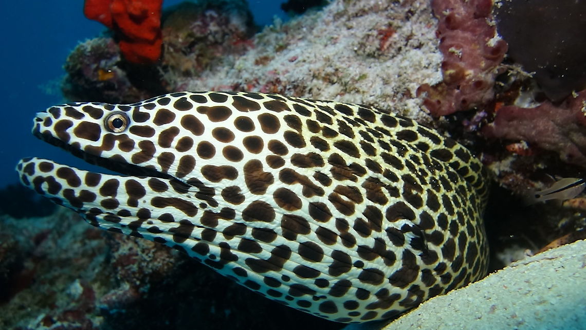 Blackspotted Moray - Gymnothorax favagineus The Blackspotted Moray - Gymnothorax favagineus is white to yellow with black leopard-like spotting; young have larger and fewer spots; large adults have smaller spots that form honeycomb-like pattern.<br />
<br />
They can grow up to 1.8 meters length. Blackspotted Moray,Fall,Geotagged,Gymnothorax favagineus,Honeycomb Moray,Laced moray,Maldives,Male,Moral Eel