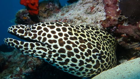 Blackspotted Moray - Gymnothorax favagineus The Blackspotted Moray - Gymnothorax favagineus is white to yellow with black leopard-like spotting; young have larger and fewer spots; large adults have smaller spots that form honeycomb-like pattern.

They can grow up to 1.8 meters length. Blackspotted Moray,Fall,Geotagged,Gymnothorax favagineus,Honeycomb Moray,Laced moray,Maldives,Male,Moral Eel
